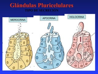 Histo I Presentacion | PPT