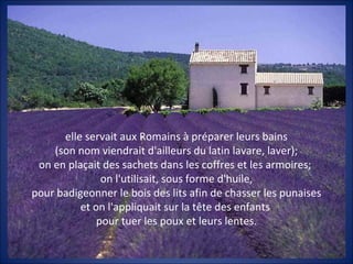 elle servait aux Romains à préparer leurs bains
(son nom viendrait d'ailleurs du latin lavare, laver);
on en plaçait des sachets dans les coffres et les armoires;
on l'utilisait, sous forme d'huile,
pour badigeonner le bois des lits afin de chasser les punaises
et on l'appliquait sur la tête des enfants
pour tuer les poux et leurs lentes.
 
