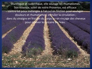 Diurétique et sudorifique, elle soulage les rhumatismes.
Son essence, soleil de notre Provence, est efficace
contre les poux mélangée à l'alcool en friction pour soulager
douleurs et rhumatismes, stimuler la circulation ;
dans du vinaigre en friction du corps ou en rinçage des cheveux
pour enlever le calcaire de l'eau.
 