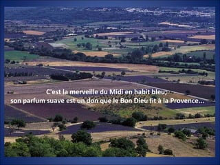 C'est la merveille du Midi en habit bleu;
son parfum suave est un don que le Bon Dieu fit à la Provence...
 