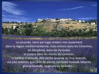 La seconde, vient par tapis entiers non seulement
dans la région méditerranéenne, mais encore dans les Cévennes,
en Dauphiné, dans les Pyrénées
et jusque dans les monts du Lyonnais;
la variété d'altitude, dite petite lavande ou fine lavande,
est plus estimée que celle de plaine, nommée lavande bâtarde,
grosse lavande, spigoure ou lavandin...
 