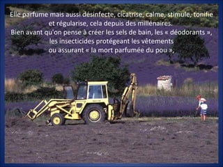 Elle parfume mais aussi désinfecte, cicatrise, calme, stimule, tonifie
            et régularise, cela depuis des millénaires.
Bien avant qu'on pense à créer les sels de bain, les « déodorants »,
             les insecticides protégeant les vêtements
            ou assurant « la mort parfumée du pou »,
 