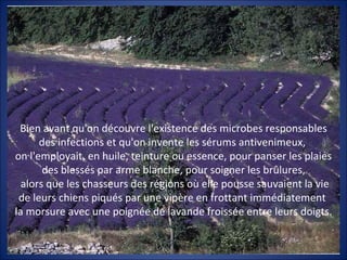 Bien avant qu'on découvre l'existence des microbes responsables
      des infections et qu'on invente les sérums antivenimeux,
on l'employait, en huile, teinture ou essence, pour panser les plaies
       des blessés par arme blanche, pour soigner les brûlures,
  alors que les chasseurs des régions où elle pousse sauvaient la vie
 de leurs chiens piqués par une vipère en frottant immédiatement
la morsure avec une poignée de lavande froissée entre leurs doigts.
 