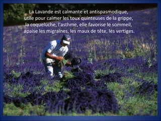 La Lavande est calmante et antispasmodique,
utile pour calmer les toux quinteuses de la grippe,
 la coqueluche, l'asthme, elle favorise le sommeil,
apaise les migraines, les maux de tête, les vertiges.
 