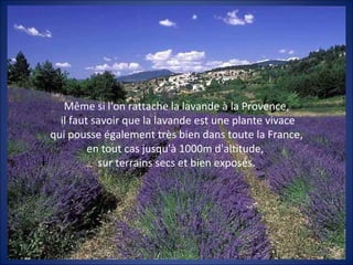 Même si l'on rattache la lavande à la Provence,
  il faut savoir que la lavande est une plante vivace
qui pousse également très bien dans toute la France,
         en tout cas jusqu'à 1000m d'altitude,
           sur terrains secs et bien exposés.
 