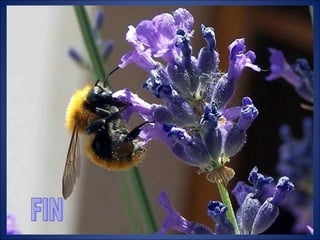 Histoire de la lavande