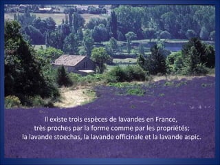 Il existe trois espèces de lavandes en France,
     très proches par la forme comme par les propriétés;
la lavande stoechas, la lavande officinale et la lavande aspic.
 