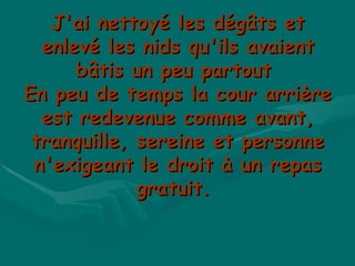 J'ai nettoyé les dégâts et enlevé les nids qu'ils avaient bâtis un peu partout  En peu de temps la cour arrière est redevenue comme avant, tranquille, sereine et personne n'exigeant le droit à un repas gratuit.  