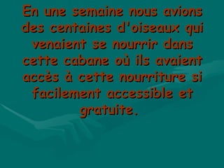 En une semaine nous avions des centaines d'oiseaux qui venaient se nourrir dans cette cabane où ils avaient accès à cette nourriture si facilement accessible et gratuite.  