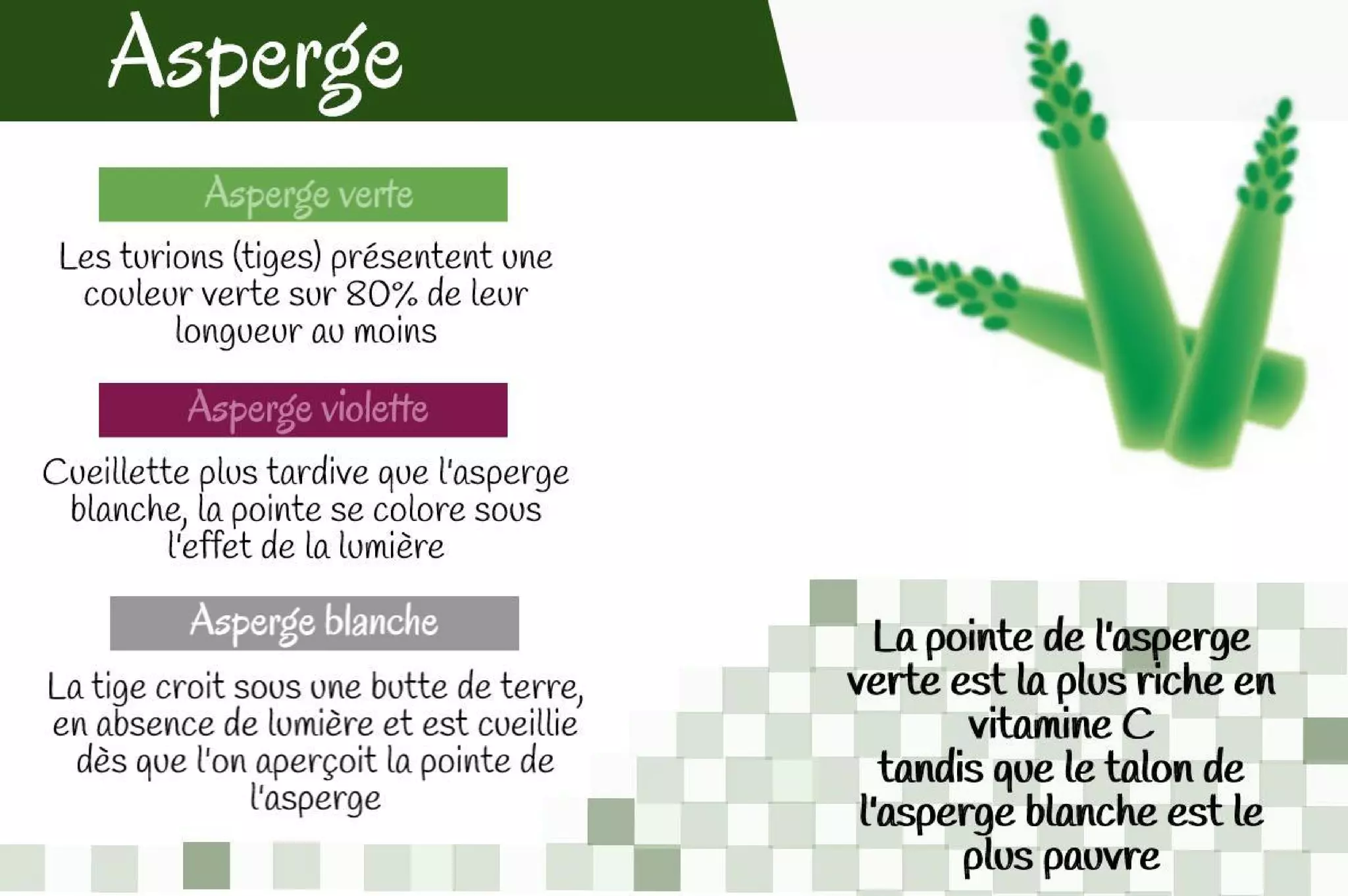 Histoires de légumes : informations sur les légumes