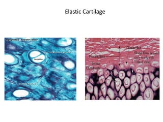 Elastic Cartilage
 