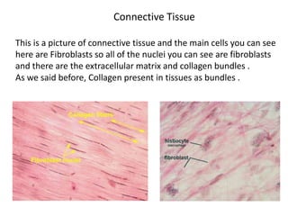 Connective Tissue

This is a picture of connective tissue and the main cells you can see
here are Fibroblasts so all of the nuclei you can see are fibroblasts
and there are the extracellular matrix and collagen bundles .
As we said before, Collagen present in tissues as bundles .
 