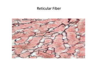 Reticular Fiber
 