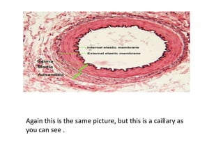 Again this is the same picture, but this is a caillary as
you can see .
 