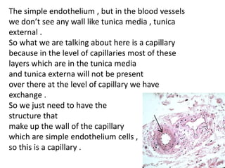The simple endothelium , but in the blood vessels
we don’t see any wall like tunica media , tunica
external .
So what we are talking about here is a capillary
because in the level of capillaries most of these
layers which are in the tunica media
and tunica externa will not be present
over there at the level of capillary we have
exchange .
So we just need to have the
structure that
make up the wall of the capillary
which are simple endothelium cells ,
so this is a capillary .
 