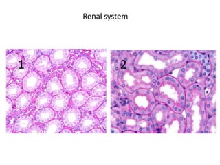Renal system




1            2
 