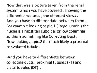 Now that was a picture taken from the renal
system which you have covered , showing the
different structures , the different views .
And you have to differentiate between them .
For example looking at pic.1 ( large lumen ) the
nuclei is almost tall cuboidal or low columnar
so this is something like Collecting Duct .
Now looking at pic.2 it’s much likely a proximal
convoluted tubule .

-And you have to differentiate between
collecting ducts , proximal tubules (PT) and
distal tubules (DT) .
 