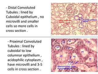 - Distal Convoluted
Tubules : lined by
Cuboidal epithelium , no
microvilli and smaller
cells so more cells in
cross section .

- Proximal Convoluted
Tubules : lined by
cuboidal to low
columnar epithelium ,
acidophilic cytoplasm ,
have microvilli and 3-5
cells in cross section .
 