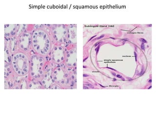 Simple cuboidal / squamous epithelium
 