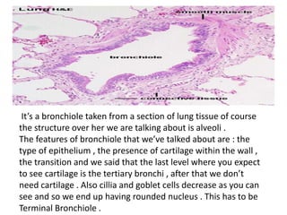It’s a bronchiole taken from a section of lung tissue of course
the structure over her we are talking about is alveoli .
The features of bronchiole that we’ve talked about are : the
type of epithelium , the presence of cartilage within the wall ,
the transition and we said that the last level where you expect
to see cartilage is the tertiary bronchi , after that we don’t
need cartilage . Also cillia and goblet cells decrease as you can
see and so we end up having rounded nucleus . This has to be
Terminal Bronchiole .
 