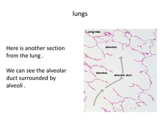 lungs



Here is another section
from the lung .

We can see the alveolar
duct surrounded by
alveoli .
 