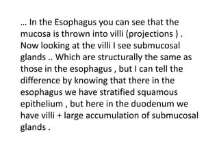 … In the Esophagus you can see that the
mucosa is thrown into villi (projections ) .
Now looking at the villi I see submucosal
glands .. Which are structurally the same as
those in the esophagus , but I can tell the
difference by knowing that there in the
esophagus we have stratified squamous
epithelium , but here in the duodenum we
have villi + large accumulation of submucosal
glands .
 