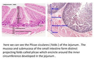 here we can see the Plicae ciculares ( folds ) of the Jejunum . The
mucosa and submucosa of the small intestine form distinct
projecting folds called plicae which encircle around the inner
circumference developed in the jejunum .
 