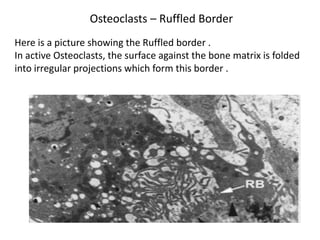 Osteoclasts – Ruffled Border
Here is a picture showing the Ruffled border .
In active Osteoclasts, the surface against the bone matrix is folded
into irregular projections which form this border .
 