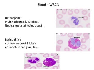 Blood – WBC’s


Neutrophils :
multinucleated (3-5 lobes),
Neutral (not stained nucleus) .



Eosinophils :
nucleus made of 2 lobes,
eosinophilic red granules .
 