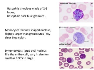Basophils : nucleus made of 2-3
  lobes,
  basophilic dark blue granules .



Monocytes : kidney shaped nucleus,
slightly larger than graulocytes , sky
clear blue color .



Lymphocytes : large oval nucleus
fills the entire cell , vary in size fom
small as RBC’s to large .
 
