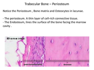 Trabecular Bone – Periosteum
Notice the Periosteum , Bone matrix and Osteocytes in lacunae.

- The periosteum. A thin layer of cell-rich connective tissue.
- The Endosteum, lines the surface of the bone facing the marrow
cavity .
 