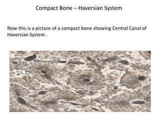 Compact Bone – Haversian System


Now this is a picture of a compact bone showing Central Canal of
Haversian System .
 