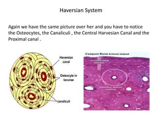 Haversian System

Again we have the same picture over her and you have to notice
the Osteocytes, the Canaliculi , the Central Harvesian Canal and the
Proximal canal .
 