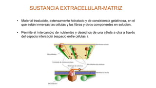SUSTANCIA EXTRACELULAR-MATRIZ
• Material traslucido, extensamente hidratado y de consistencia gelatinosa, en el
que están inmersas las células y las fibras y otros componentes en solución.
• Permite el intercambio de nutrientes y desechos de una célula a otra a través
del espacio intersticial (espacio entre células ).
 