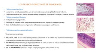 LOS TEJIDOS CONECTIVOS SE DEVIDEN EN:
 Tejido conectivo laxo:
 se combinan con células epiteliales para formar membranas, nutre al epitelio formando la dermis.
 Sirve principalmente para unir las células epiteliales a los tejidos subyacentes y proteger y sustentar órganos.
 Tejido conectivo fibrosos:
 Incluye tendones y ligamentos.
 Las fibras de colágeno están empacadas densamente con una disposición paralela ordenada.
 Este diseño da a los tendones y ligamentos la fortaleza necesaria para sus funciones.
 Tejidos conectivos especializados:
Tienen estructuras variadas:
 EL CARTÍLAGO: es una forma flexible y elástica que consiste en las células muy espaciadas rodeadas por
una matriz inanimada gruesa, conformada por colágenos.
 EL HUESO: se ha endurecido por depósitos de fosfato de calcio; se forma en círculos concéntricos alrededor
de un canal central, que contiene un vaso sanguíneo.
 EL TEJIDO ADIPOSO: almacena energía a largo plazo y sirve como aislante del frío.
 