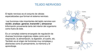 TEJIDO NERVIOSO
El tejido nervioso es el conjunto de células
especializadas que forman el sistema nervioso.
Las funciones más importantes del tejido nervioso son
recibir, analizar, generar, transmitir y almacenar
información proveniente tanto del interior del organismo
como fuera de éste.
Es un complejo sistema encargado de regulación de
diversas funciones orgánicas vitales como son la
respiración, la alimentación, la digestión, el sueño, etc.
También es el origen de funciones muy complejas y
abstractas como el pensamiento, la memoria y el
aprendizaje.
 