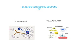 EL TEJIDO NERVIOSO SE COMPONE
DE:
• NEURONAS • CÉLULAS GLIALES
 