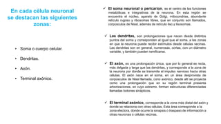 En cada célula neuronal
se destacan las siguientes
zonas:
• Soma o cuerpo celular.
• Dendritas.
• Axón.
• Terminal axónico.
 El soma neuronal o pericarion, es el centro de las funciones
metabólicas e integrativas de la neurona. En esta región se
encuentra el núcleo, aparato de Golgi, mitocondrias, abundante
retículo rugoso y ribosomas libres, que en conjunto son llamados,
corpúsculos de Nissl, además de retículo liso y lisosomas.
 Las dendritas, son prolongaciones que nacen desde distintos
puntos del soma y corresponden al igual que el soma, a las zonas
en que la neurona puede recibir estímulos desde células vecinas.
Las dendritas son en general, numerosas, cortas, con un diámetro
variable, y también pueden ramificarse.
 El axón, es una prolongación única, que por lo general es recta,
más delgada y larga que las dendritas, y corresponde a la zona de
la neurona por donde se transmite el impulso nervioso hacia otras
células. El axón nace en el soma, en un área desprovista de
corpúsculos de Nissl llamada, cono axónico, desde allí se proyecta
como una prolongación que en su región terminal presenta
arborizaciones, en cuyo extremo, forman estructuras diferenciadas
llamadas botones sinápticos.
 El terminal axónico, corresponde a la zona más distal del axón y
donde se relaciona con otras células. Esta área corresponde a la
zona efectora, donde ocurre la sinapsis o traspaso de información a
otras neuronas o células vecinas.
 