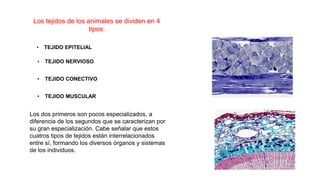 Los tejidos de los animales se dividen en 4
tipos:
• TEJIDO EPITELIAL
• TEJIDO NERVIOSO
• TEJIDO CONECTIVO
• TEJIDO MUSCULAR
Los dos primeros son pocos especializados, a
diferencia de los segundos que se caracterizan por
su gran especialización. Cabe señalar que estos
cuatros tipos de tejidos están interrelacionados
entre sí, formando los diversos órganos y sistemas
de los individuos.
 