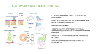  SUS FUNCIONES DEL TEJIDO EPITERIAL:
• REVISTEN Y CUBREN TODAS LAS SUPERFICIES
CORPORALES.
• SINTETIZAN Y SECRETAN SUSTANCIAS COMPLEJAS A
PARTIR DE MOLÉCULAS SIMPLES.
• PROTECCIÓN MECÁNICA.
• ABSORCIÓN Y TRANSPORTE SE SUSTANCIAS.
• EXCRECIÓN DE SUSTANCIAS DAÑINAS A LA ECONOMÍA
CORPORAL.
• FACILITAN EL DESLIZAMIENTO ENTRE SUPERFICIES
INTERNAS.
• ACTÚAN COMO RECEPTORES DE ESTÍMULOS
(SENSORIALES
 