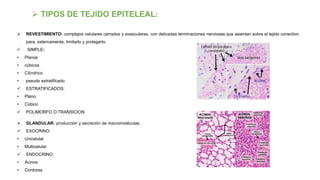  TIPOS DE TEJIDO EPITELEAL:
 REVESTIMIENTO: complejos celulares cerrados y avasculares, con delicadas terminaciones nerviosas que asientan sobre el tejido conectivo
para, externamente, limitarlo y protegerlo.
 SIMPLE:
• Planos
• cúbicos
• Cilíndrico
• pseudo estratificado
 ESTRATIFICADOS:
• Plano
• Cúbico
 POLIMORFO O TRANSICION
 GLANDULAR: producción y secreción de macromoléculas.
 EXOCRINO:
• Unicelular
• Multicelular
 ENDOCRINO:
• Acinos
• Cordores
 