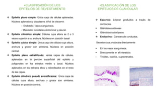 •CLASIFICACIÓN DE LOS
EPITELIOS DE REVESTIMIENTO
 Epitelio plano simple: Única capa de células aplanadas.
Núcleos aplanados y citoplasma difícil de discernir.
- Endotelio: vasos sanguíneos.
- Mesotelio: cavidades abdominal y pleural.
 Epitelio cilíndrico simple: Células cuya altura es 2 o 3
veces superior a su anchura. Núcleos en posición basal
 Epitelio cubico simple: Única capa de células cuya altura,
anchura y grosor son similares. Núcleos en posición
central.
 Epitelio plano estratificado: varias capas de células.
aplanadas en la porción superficial del epitelio y
poligonales en los estratos medio y basal. Núcleos
aplanados en los estratos altos y redondeados en el resto
de las capas.
 Epitelio cilíndrico pseudo estratificados: Única capa de
células cuya altura, anchura y grosor son similares.
Núcleos en posición central.
•CLASIFICACIÓN DE LOS
EPITELIOS DE GLANDULAR
 Exocrino: Liberan productos a través de
conductos.
 Glándulas cebáseas
 Glándulas sudoríparas
 Endocrino: Carecen de conductos.
Secretan sus productos directamente:
 En los vasos sanguíneos.
 Directamente en el intersticio:
- Tiroides, ovarios, suprarrenales.
 