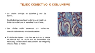 TEJIDO CONECTIVO O CONJUNTIVO
• Su función principal es sostener y unir los
tejidos.
• Casi todo órgano del cuerpo tiene un armazón de
tejido conjuntivo que le soporta y lo amortigua.
• Las células están separadas por sustancias
intercelulares llamada matriz extracelular.
• En todos los tejidos conectivos excepto en la sangre
el principal tipo de células son los fibroblastos que
fabrican y secretan fibras estructurales de colágeno y
elastina hacia la matriz.
 