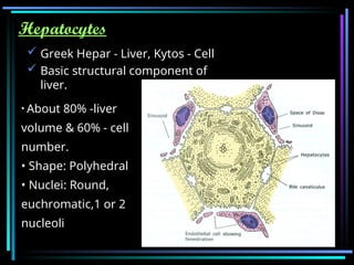 histological structure and anatomy of liver.ppt