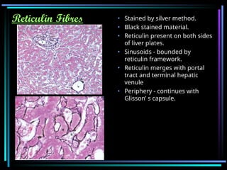histological structure and anatomy of liver.ppt