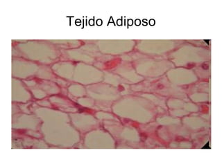 Tejido Adiposo
 