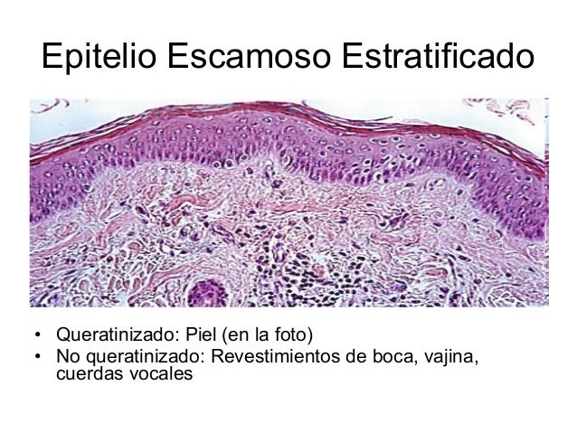 Histología