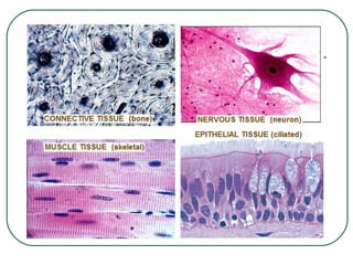 Tipos de células del tejido epitelial


Planas o escamosas: son
delgadas y aplastadas.



Cúbicas: son cilindros
cortos ...