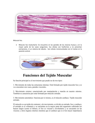 Músculo liso.
Músculo liso involuntario: Se encuentra en las paredes de las vísceras huecas y en la
mayor parte de los vasos sanguíneos. Sus células son fusiformes y no presentan
estriaciones, ni un sistema de túbulos . Son células mononucleadas con el núcleo en la
posición central.

Funciones del Tejido Muscular
Su función principal es el movimiento que puede ser de tres tipos:
1. Movimiento de todas las estructuras internas: Está formado por tejido muscular liso y se
va a encontrar con vasos, paredes viscerales.
2. Movimiento externo; caracterizado por manipulación y marcha en nuestro entorno.
También se caracteriza por estar formado por músculo estriado.
3. Movimiento automático: funciona por sí mismo, es el músculo cardíaco. Tejido muscular
estriado.
El músculo es un tejido de contraste y de movimiento, se divide en estriado, liso y cardíaco,
el estriado es el voluntario y se encuentra en la mayor parte del organismo cubriendo los
huesos largos (como el fémur), el liso es visceral e involuntario y se encuentra en las
vísceras y otros órganos internos mientras que el cardíaco que es el de mayor importancia

 