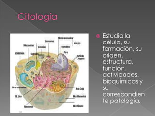  Estudia la
célula, su
formación, su
origen,
estructura,
función,
actividades,
bioquímicas y
su
correspondien
te patología.
 